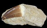 Mosasaur (Prognathodon) Tooth In Rock #43890-1
